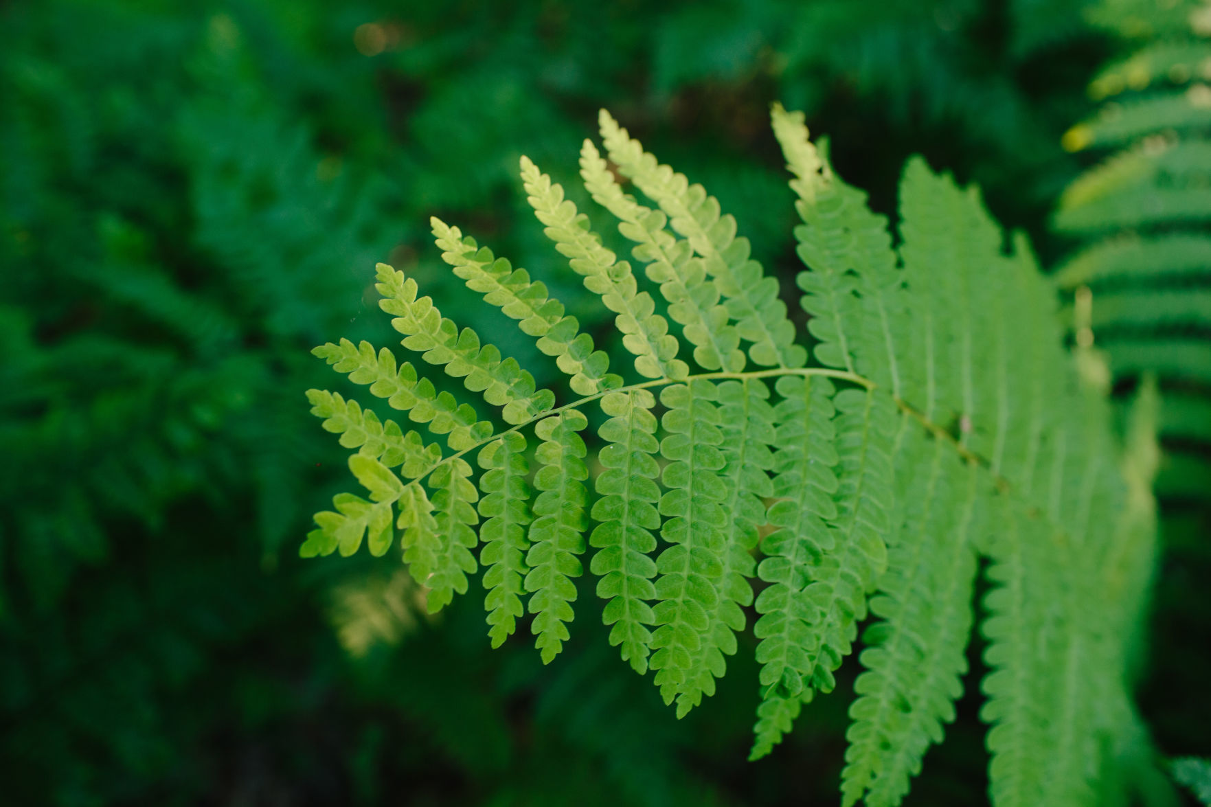 Forest Journal: Ferns matter